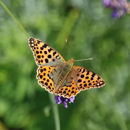 Mobile Im Mit Seezugang